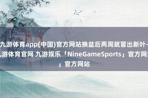 九游体育app(中国)官方网站换盆后两周就冒出新叶-九游体育官网 九游娱乐「NineGameSports」官方网站